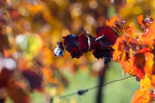 Weinberge Weinviertel